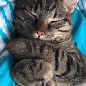 Meet your Posher, Violet